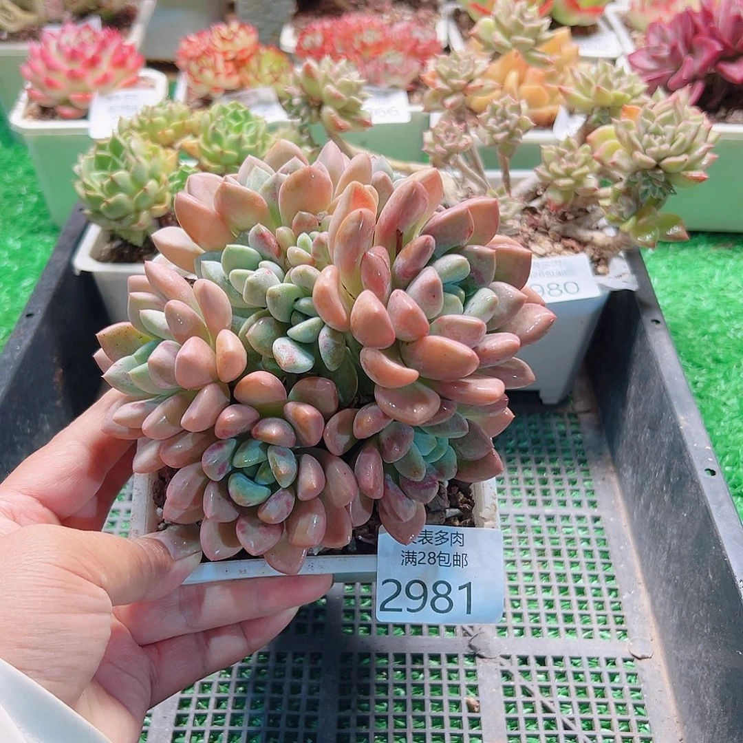 多肉一物一拍植物2981