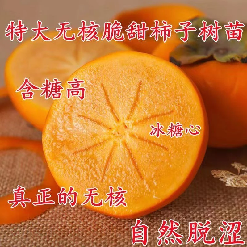 正宗无核脆甜柿子树苗大果耐寒耐旱盆栽地栽南北方种植当年结果苗