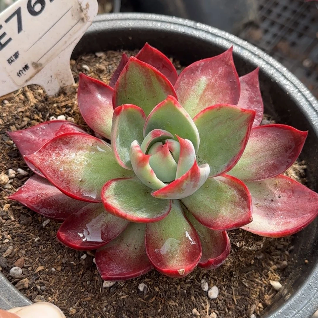 惊鸿一物一拍包装收缩花旱762