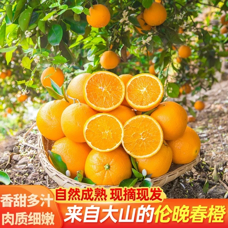 重庆奉节伦晚脐橙当季水果新鲜采摘皮薄肉厚化渣5/10斤大果橙子优质农产品重庆市