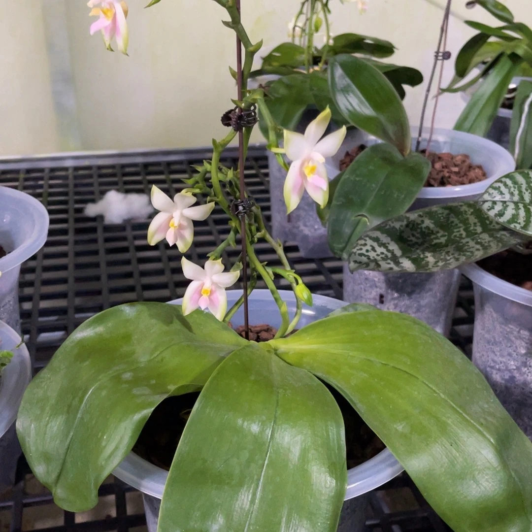 无花朵蝴蝶兰原生粉贝