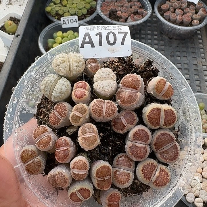 107多肉植物多肉植物