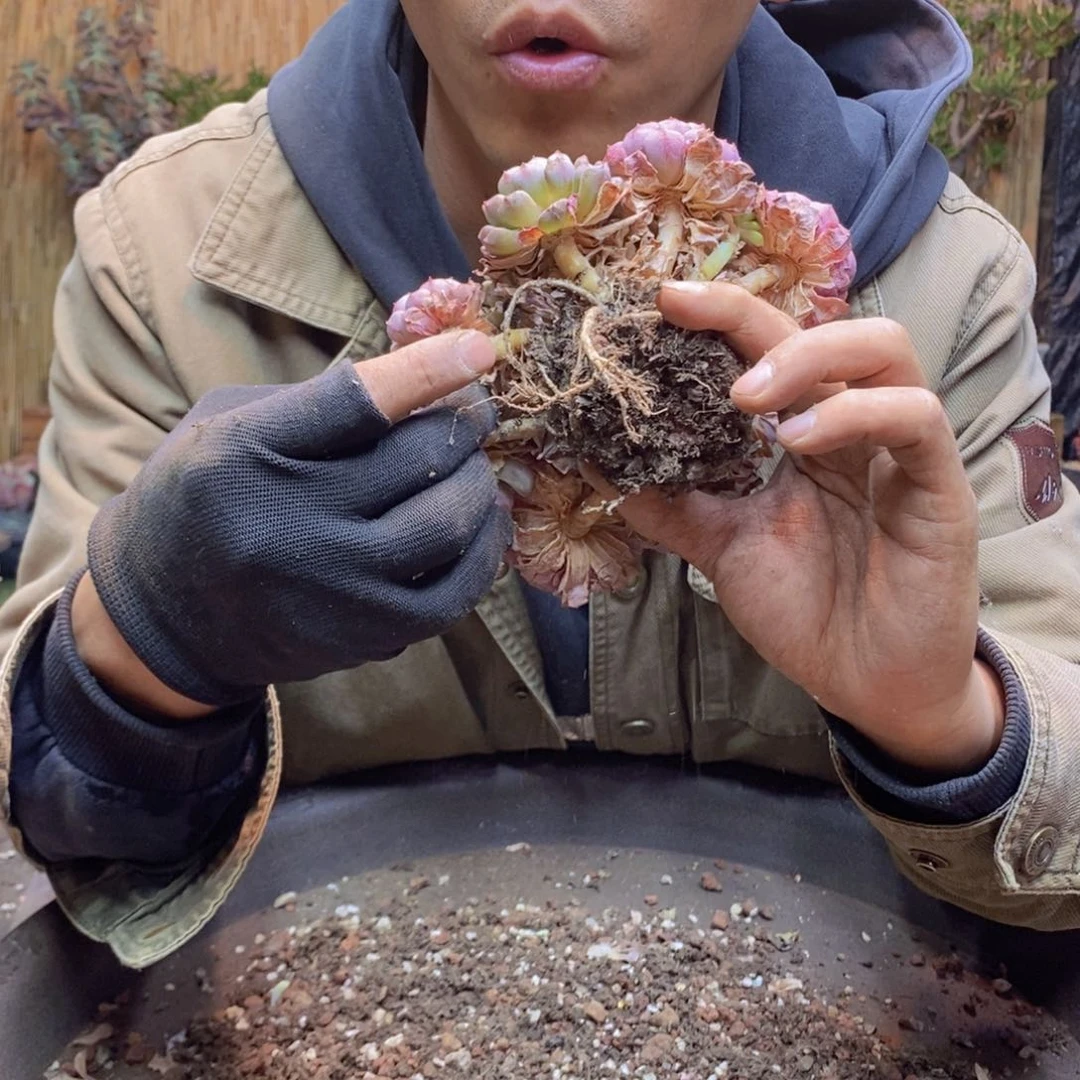 爱****主A194 号白胖子多肉