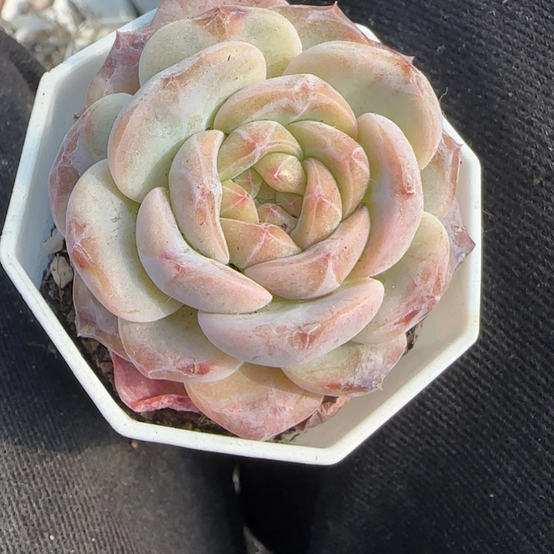 多肉小卡拉米糖心一物一拍