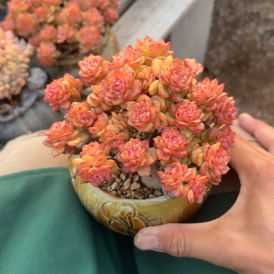 蜡牡丹老桩多肉五十包邮