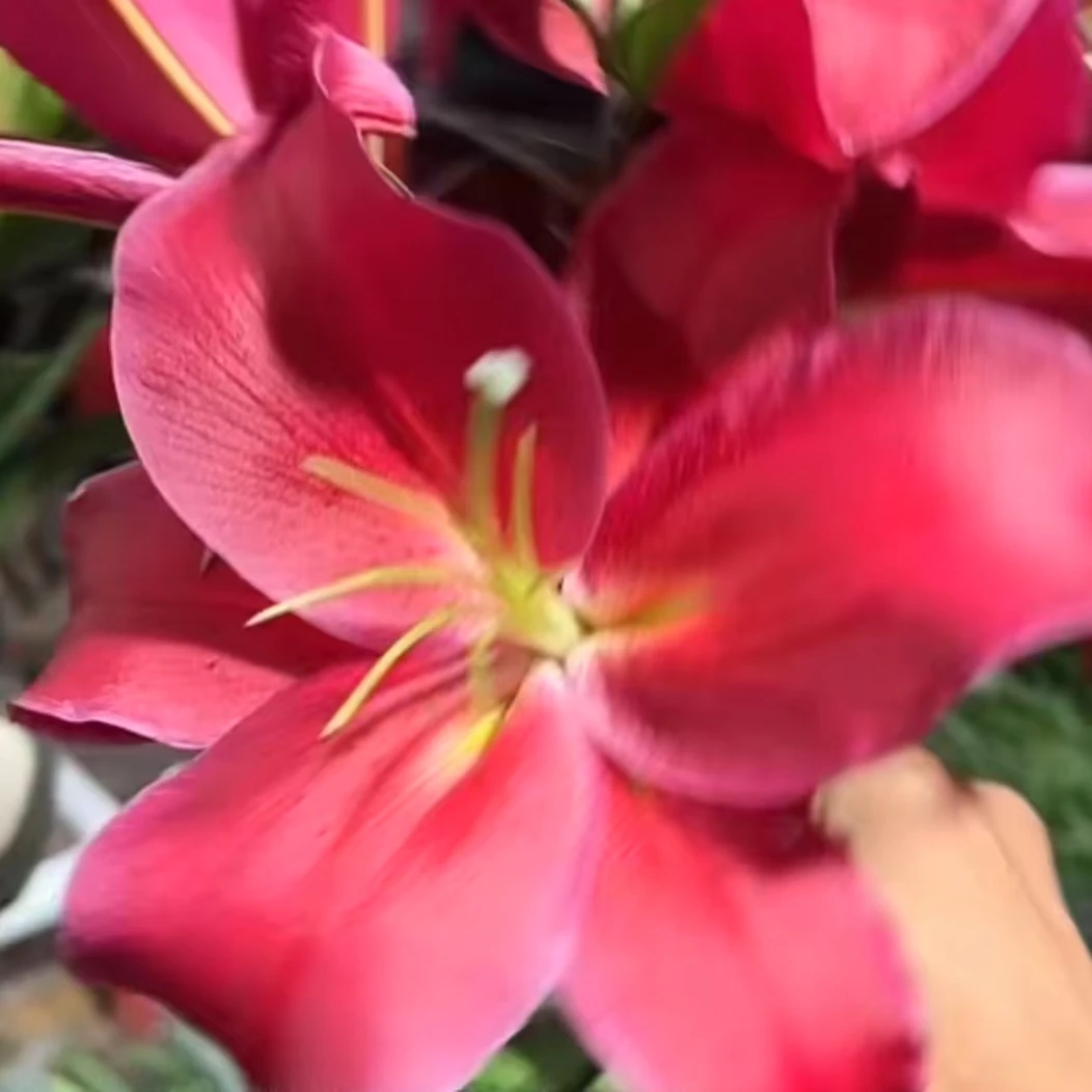 【HH】红雀香水百合【任意两单顺丰包邮，鲜花20%不售后】