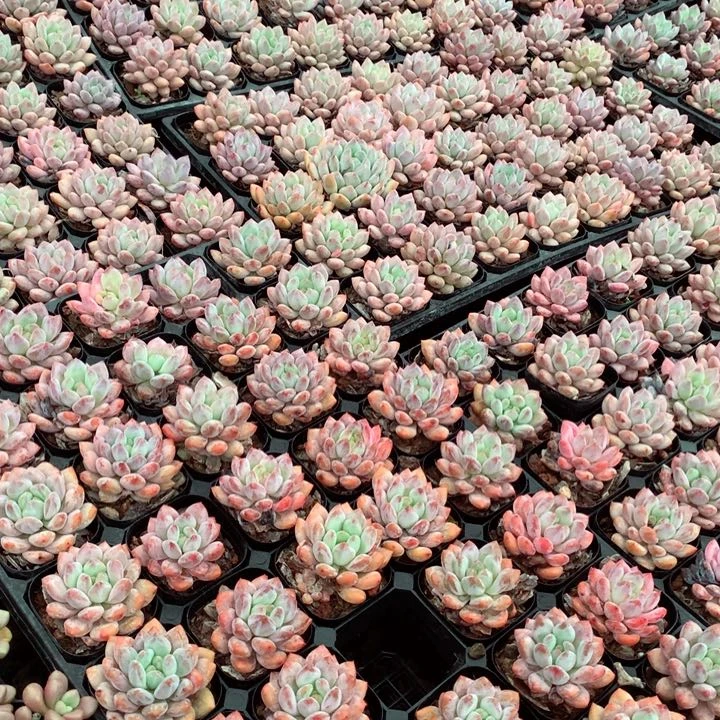 半夏。