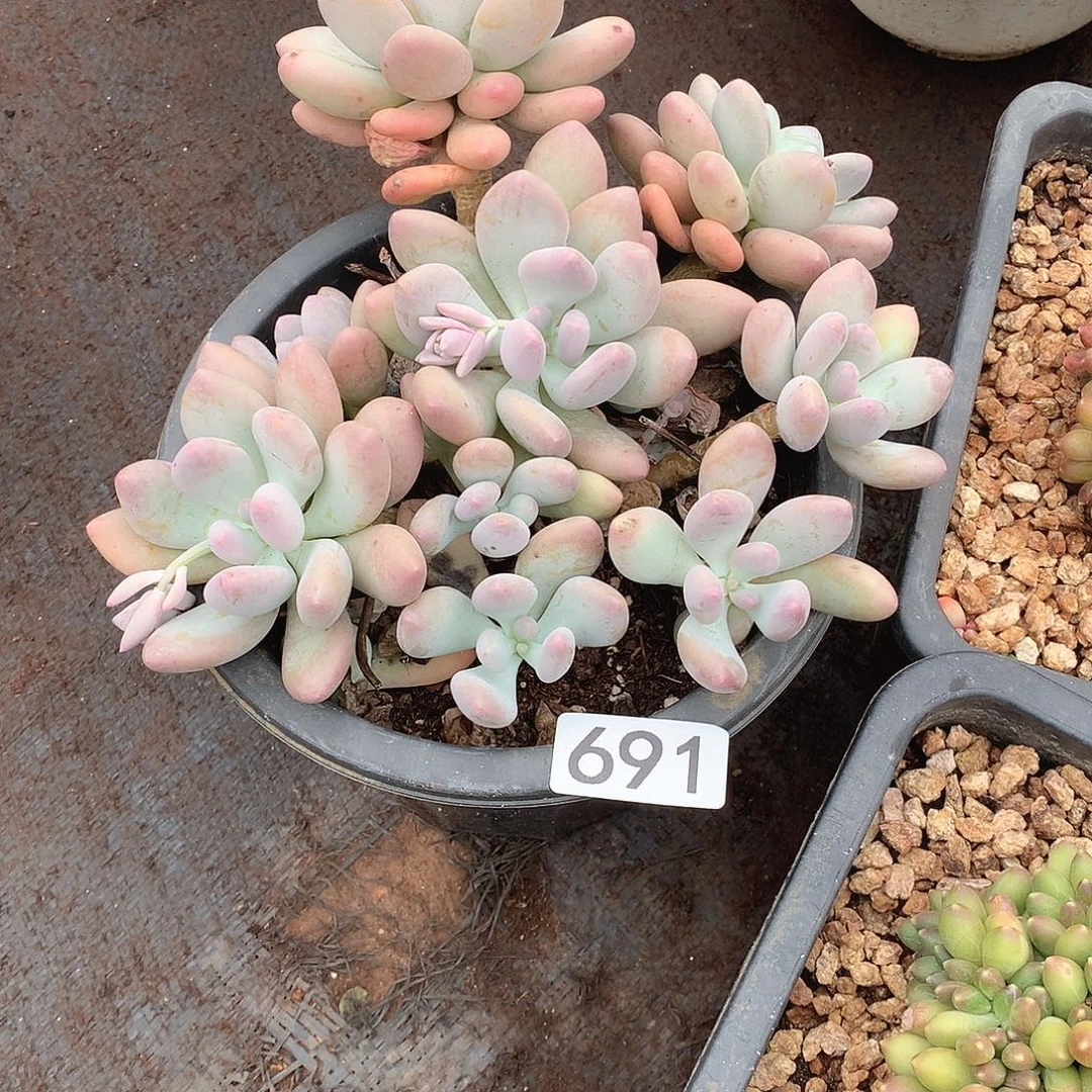 691奶杂 一物一拍多肉