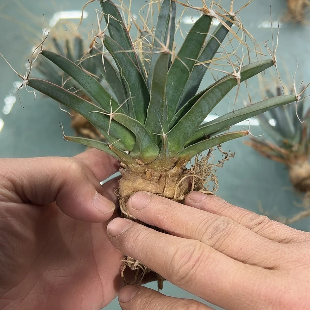 y****i中号光山88888888