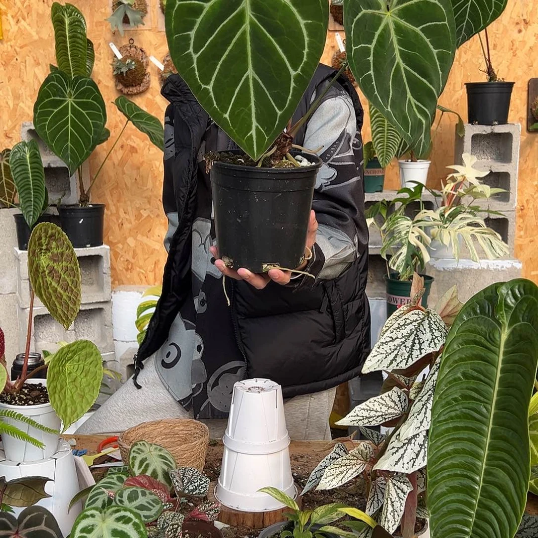 完全开放A01老桩花烛