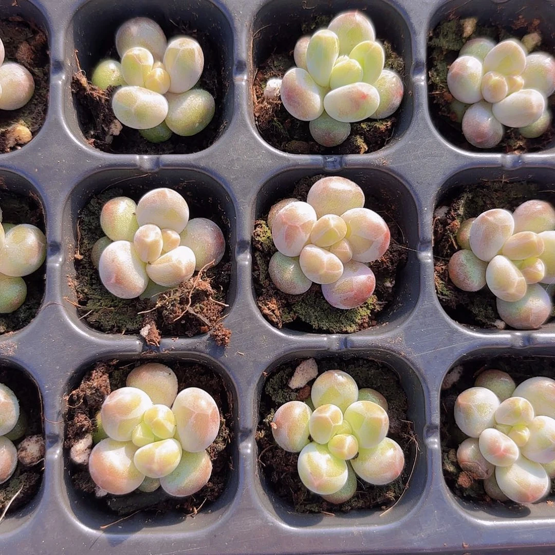 乌拉奶两颗一组量拍