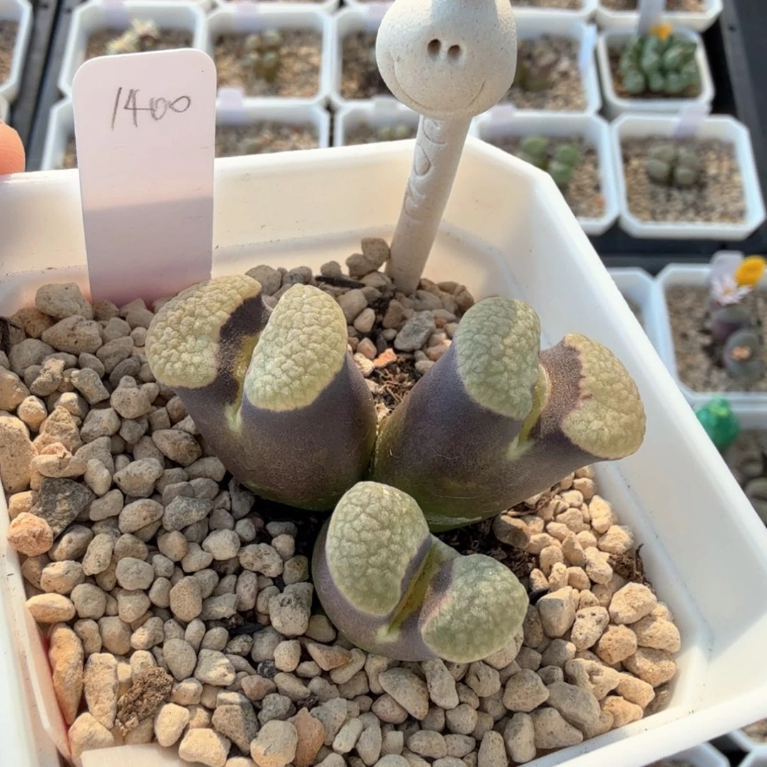 冰雪女王磁铁 9-14-L15