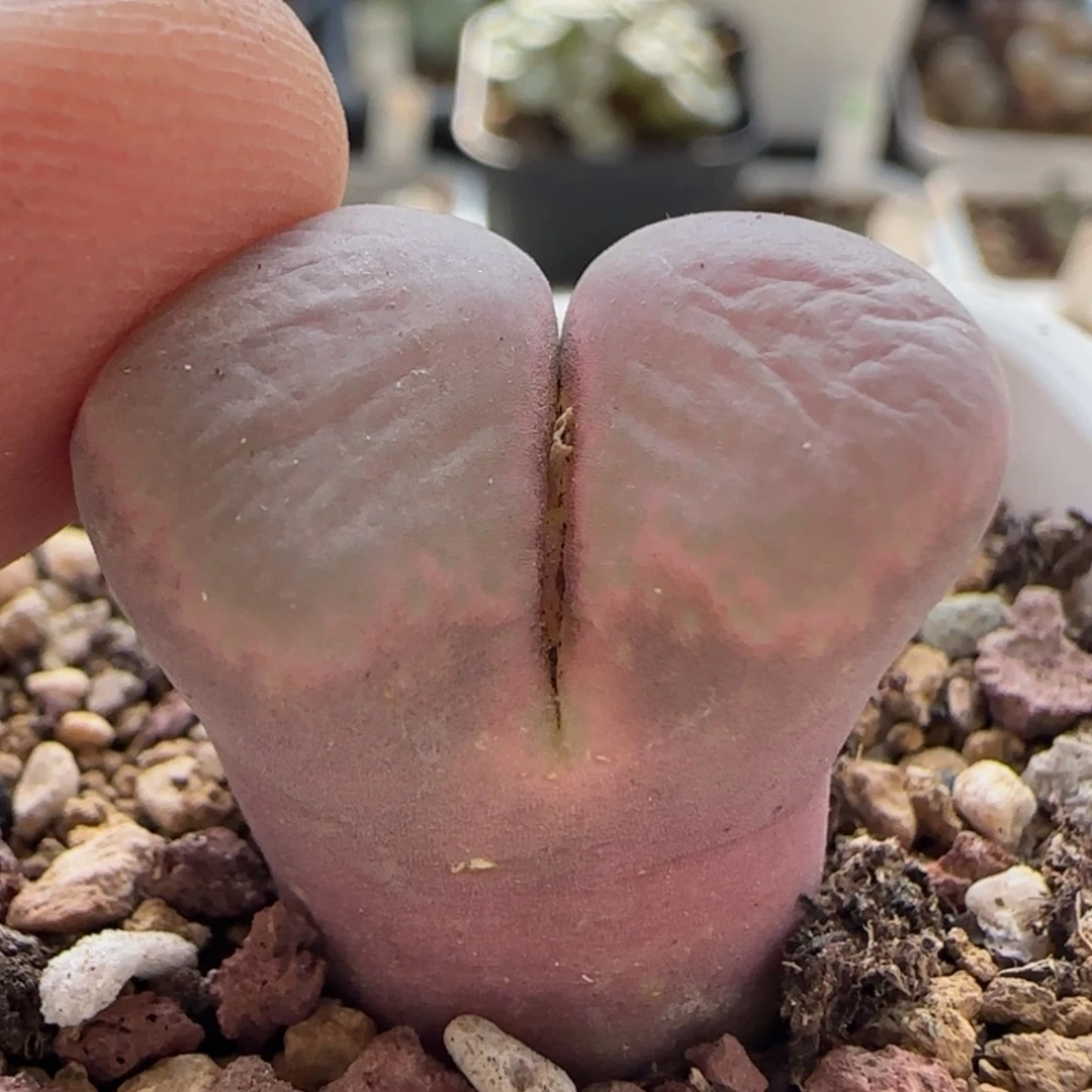 【闪购商品】M****.7760