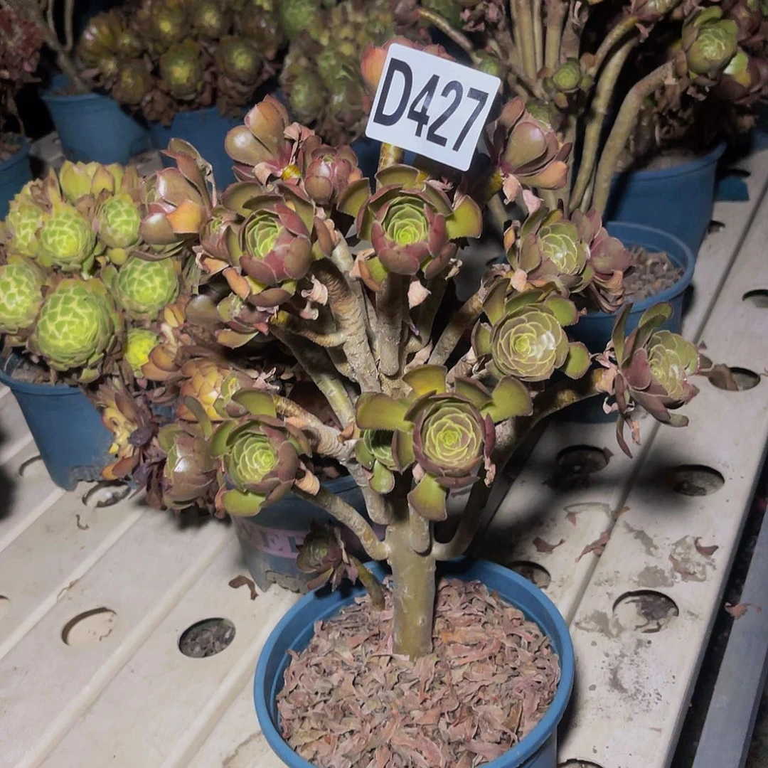 灰豆豆法师7–20包邮
