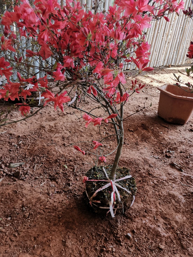 不落叶映山红毛球地苗