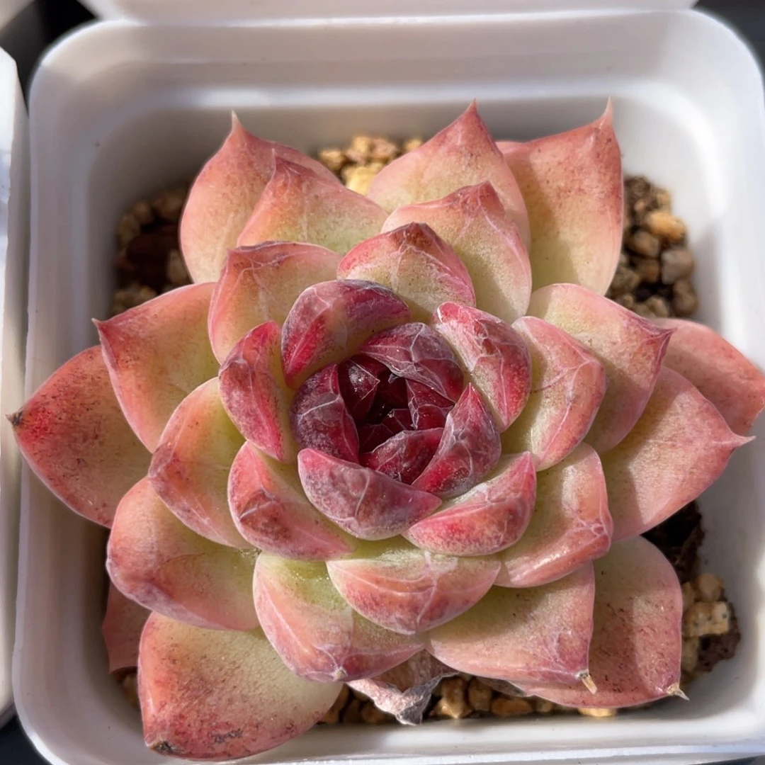 优选紫心山茶甜心101