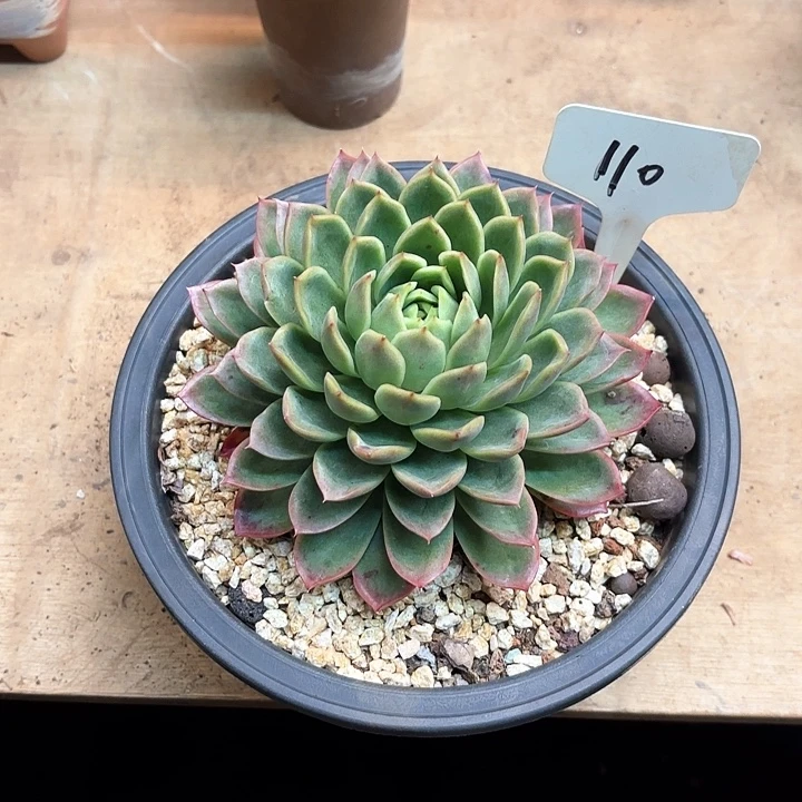 多肉植物，红女巫110号
