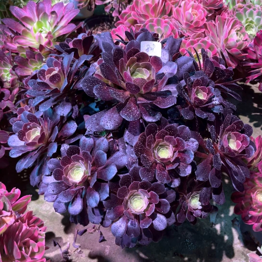 多肉植物华纳829