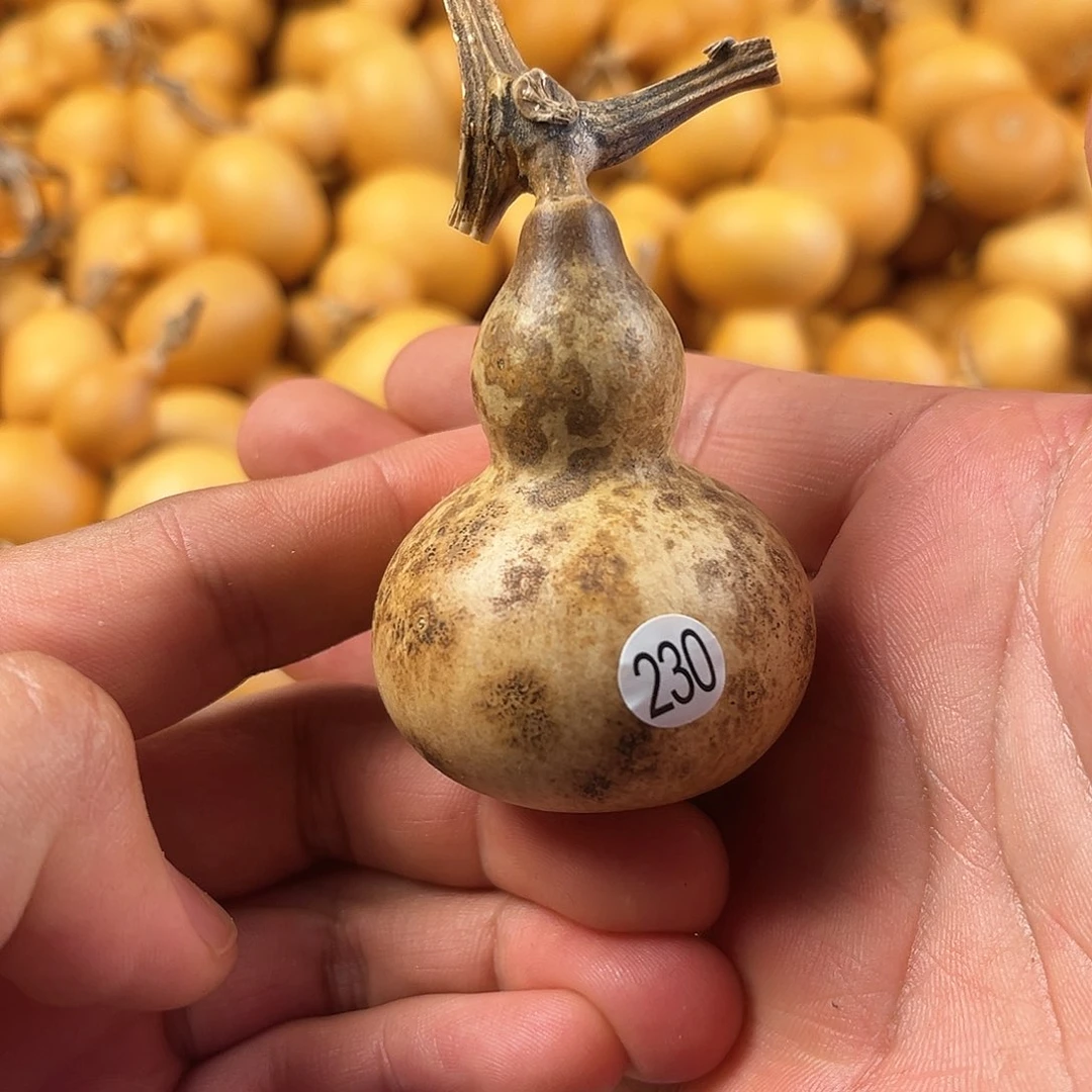 五葫芦葫芦葫芦葫芦230