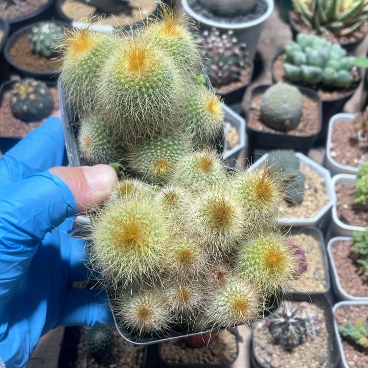 装****鱼679实生金丝猴多头2颗