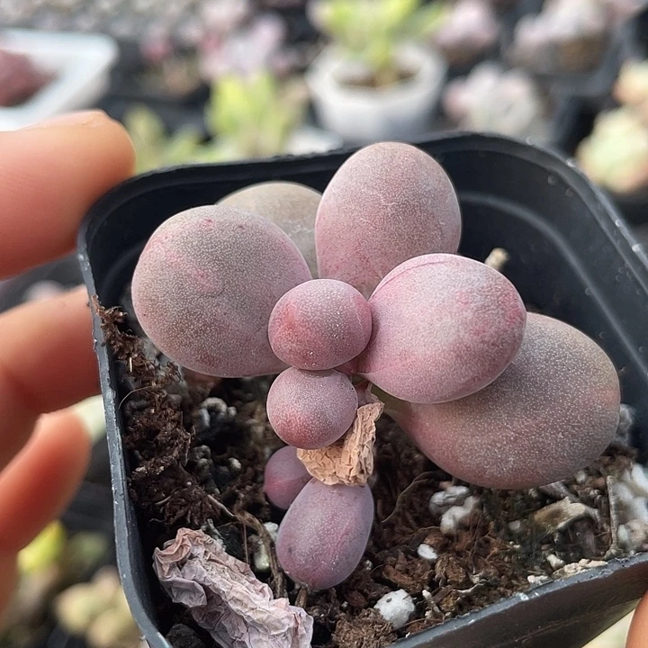 一物一拍满18包邮