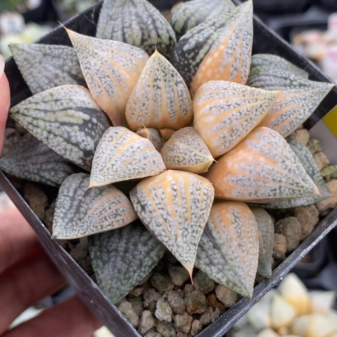 423糊斑白银锦一物一拍