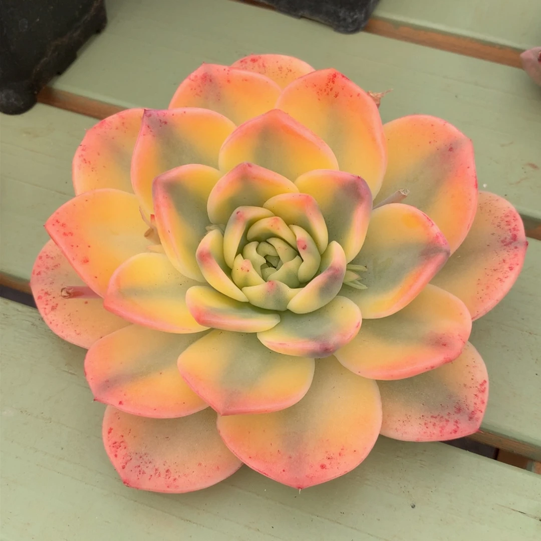 阿尔巴佳人锦锦上园艺一物一拍