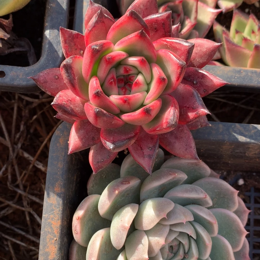 群生断枝不包售后