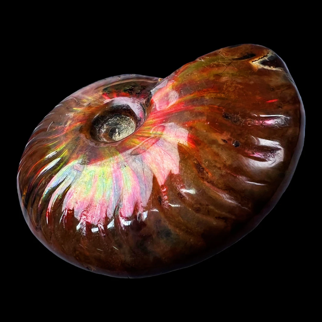 【 叶菊石（火凤凰）】69.7mm 马达加斯加 古贝壳 N-50 创意饰品 A57