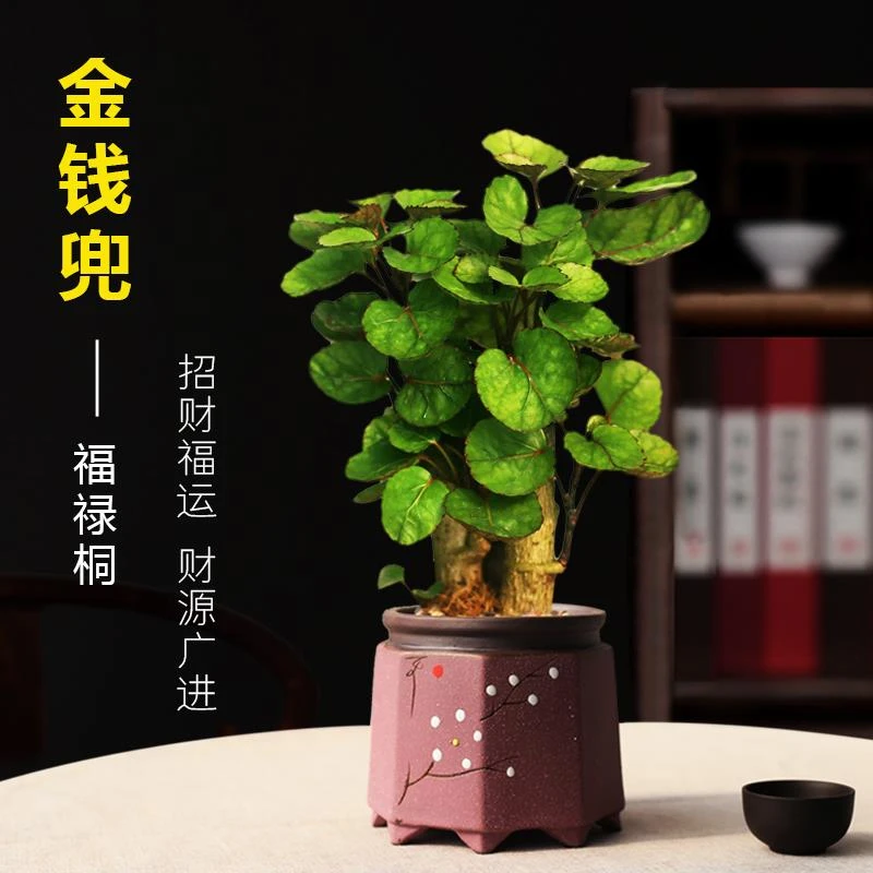 金钱兜植物盆栽福禄桐盆栽室内客厅招财植物办公室四季好养绿植
