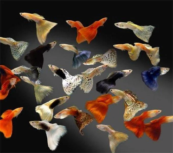 全家福孔雀鱼直播间尼奥灯黑背景（报损需要开箱视频）