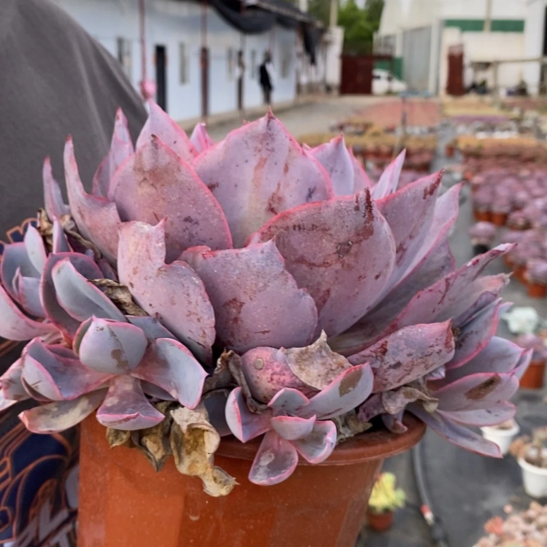 晚霞大单头带仔大盆