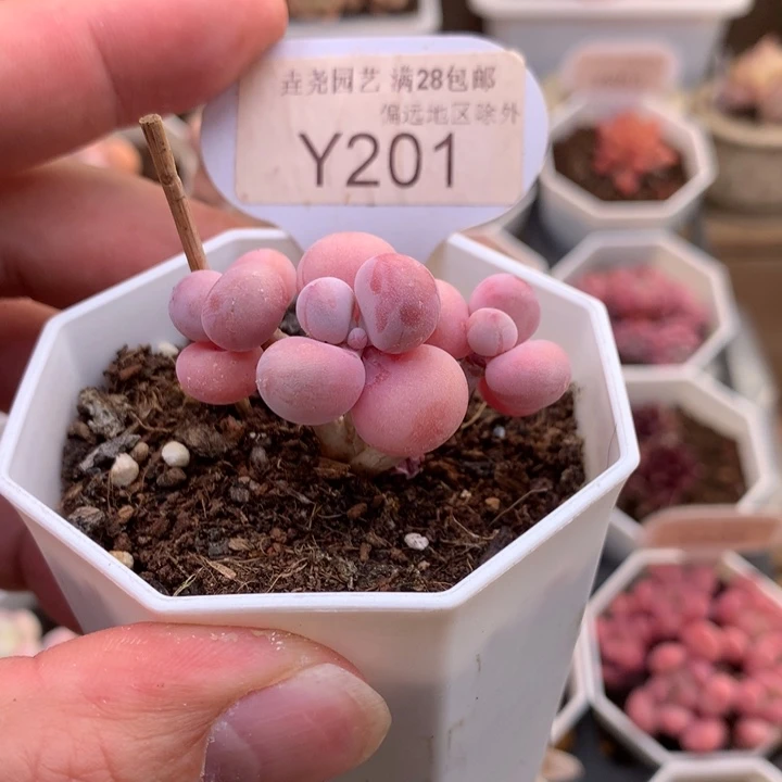 0201亚美桃蛋4厘米