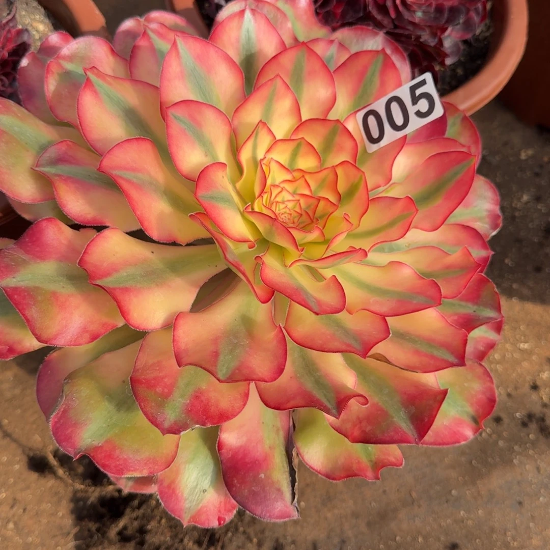 005多肉植物爱丽丝有砍特价