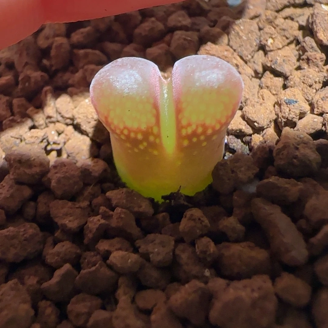 肉锥多肉植物组合-紫体白窗718
