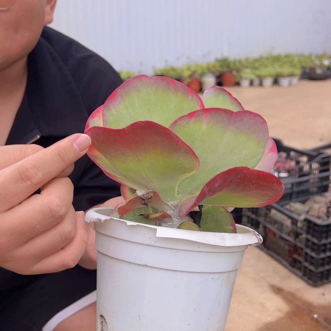 唐印锦大单头，八亩地