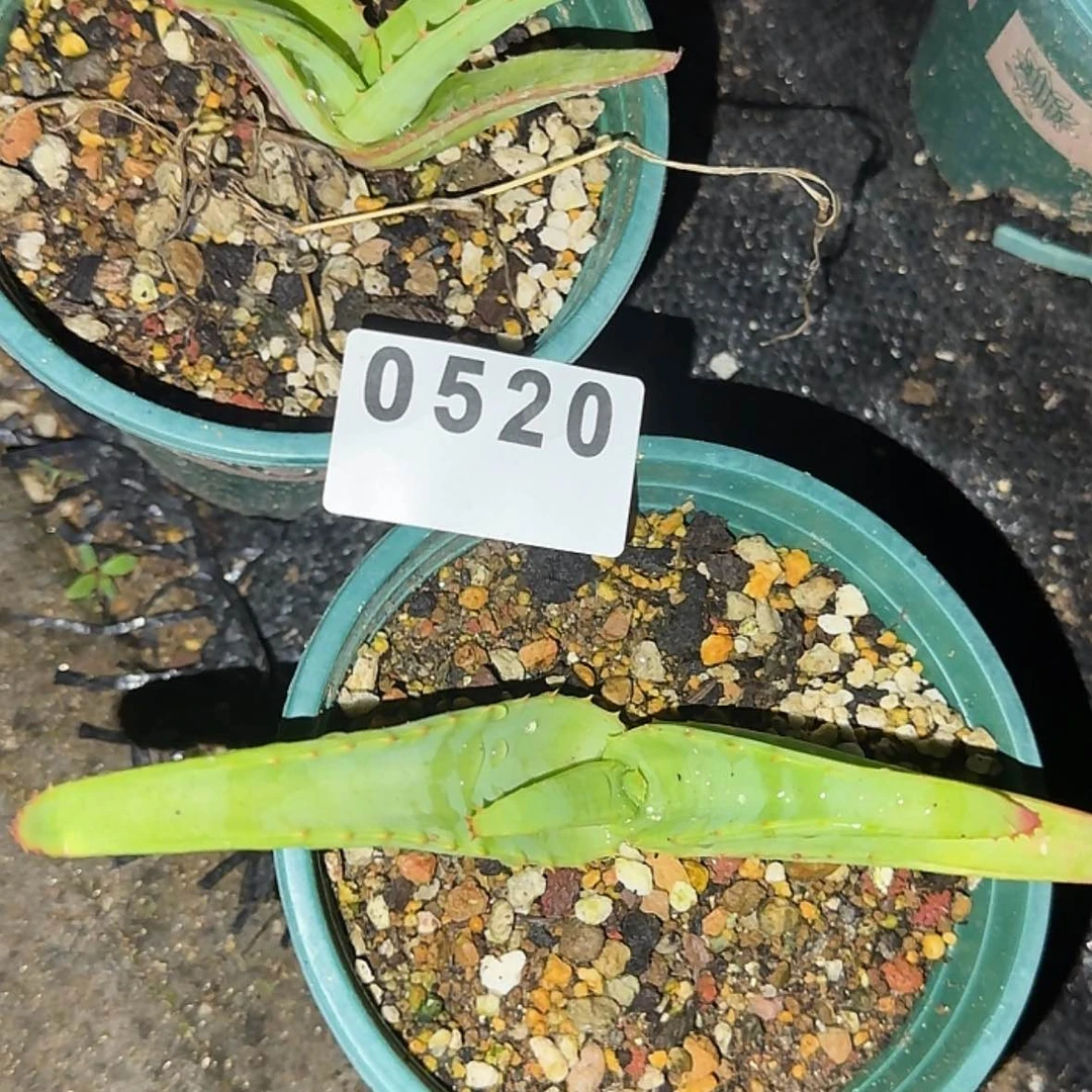 【闪购商品】瓜*肉块根植物