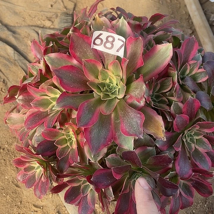 夜罗刹687多肉不包断