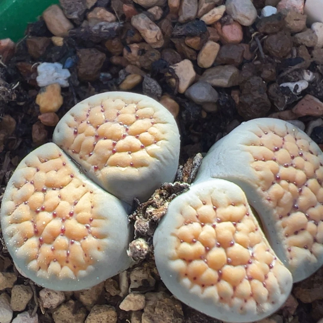 999多肉植物百科植物