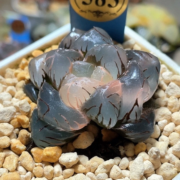 583巨大水中月錦一物