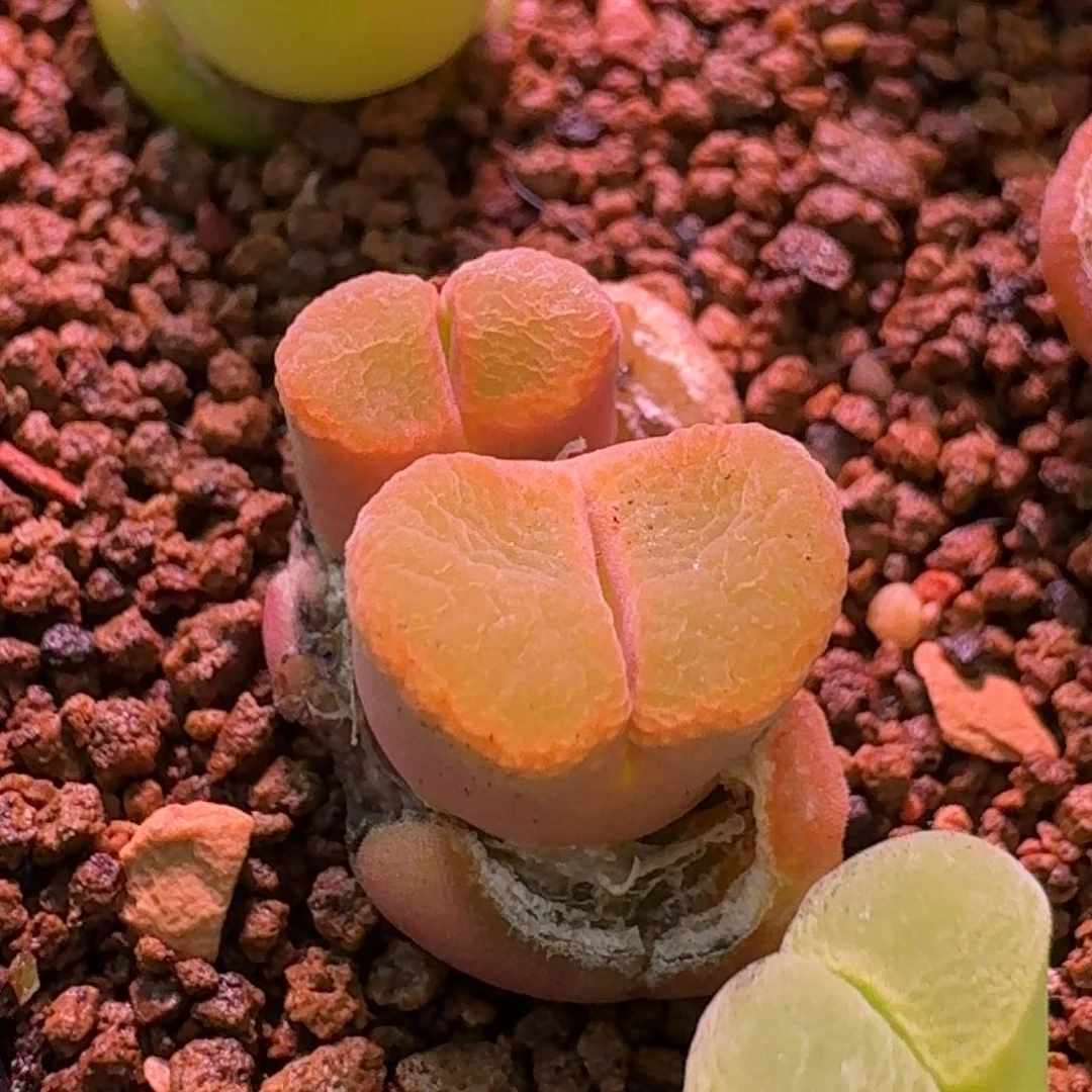 云缦精品番杏17.2 橘红芸窗