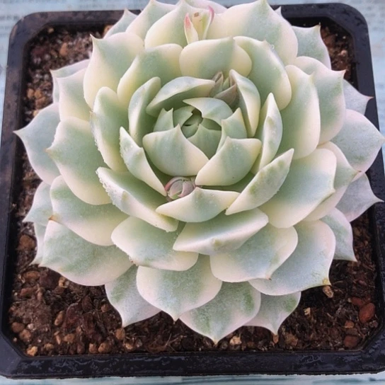 露娜莲锦一物一拍