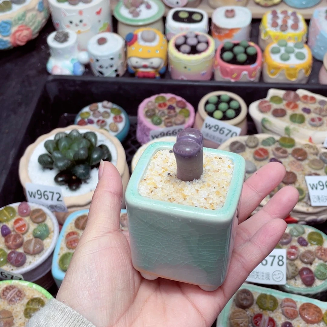 w9685 -零下地区拍保温箱-15支持寄养