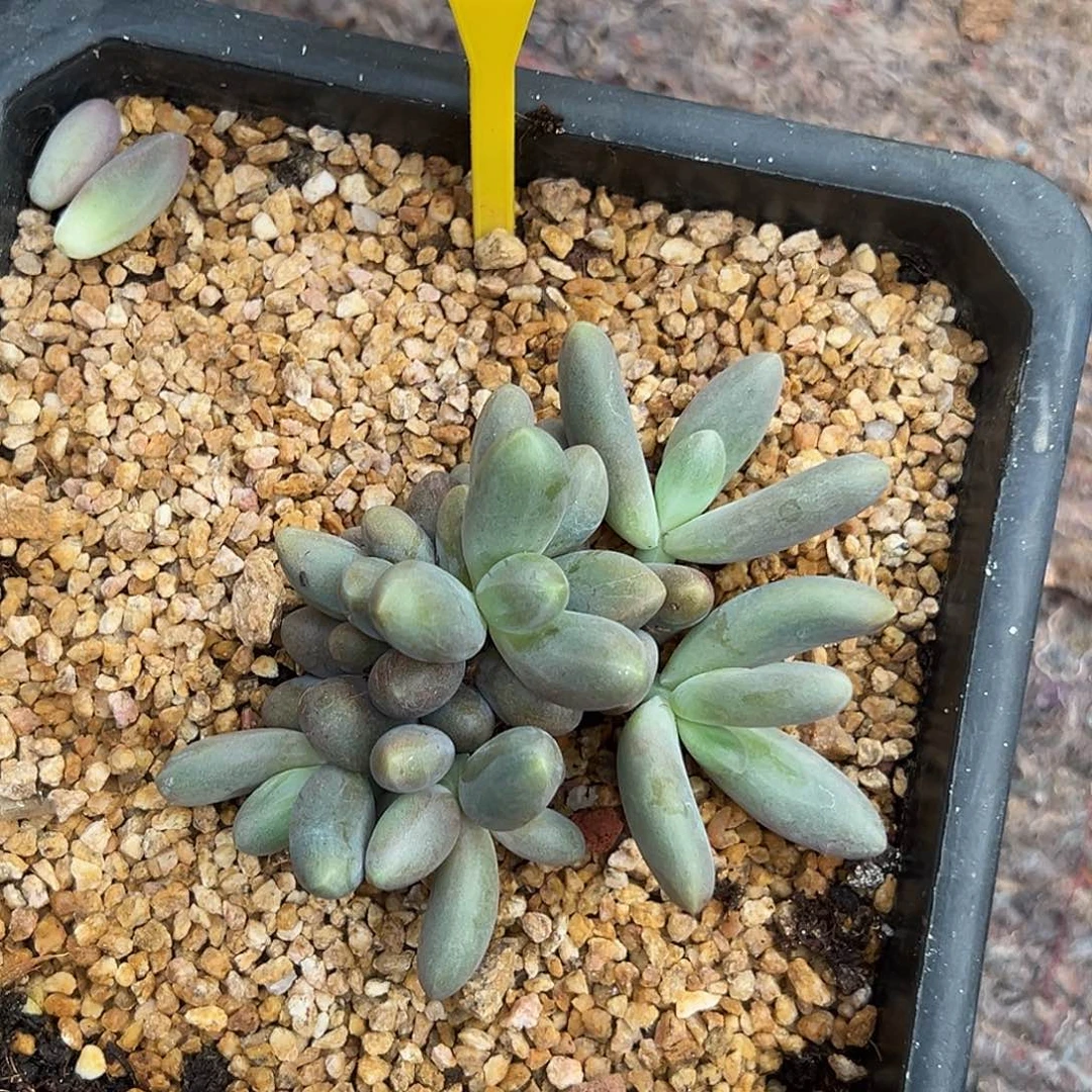 秀****）烟花多肉植物604