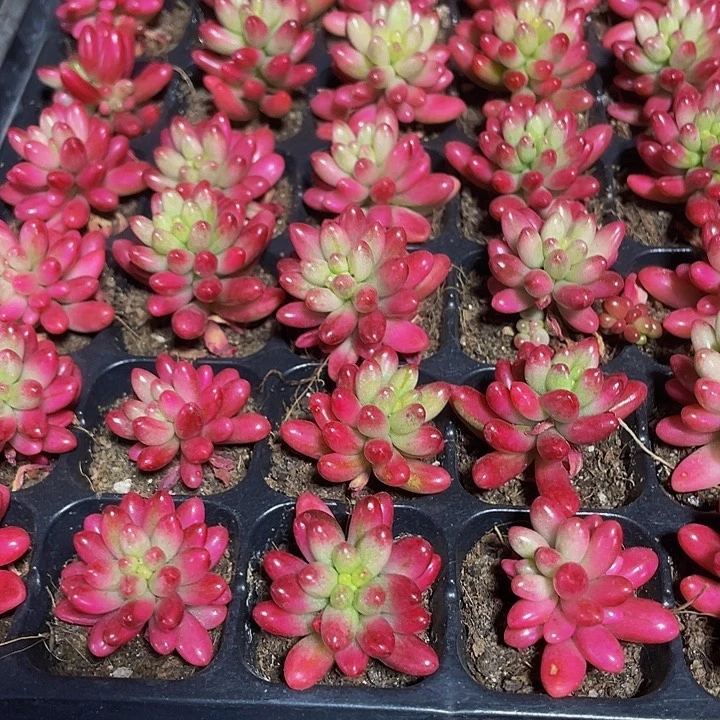 小红之玉锦1元带土发