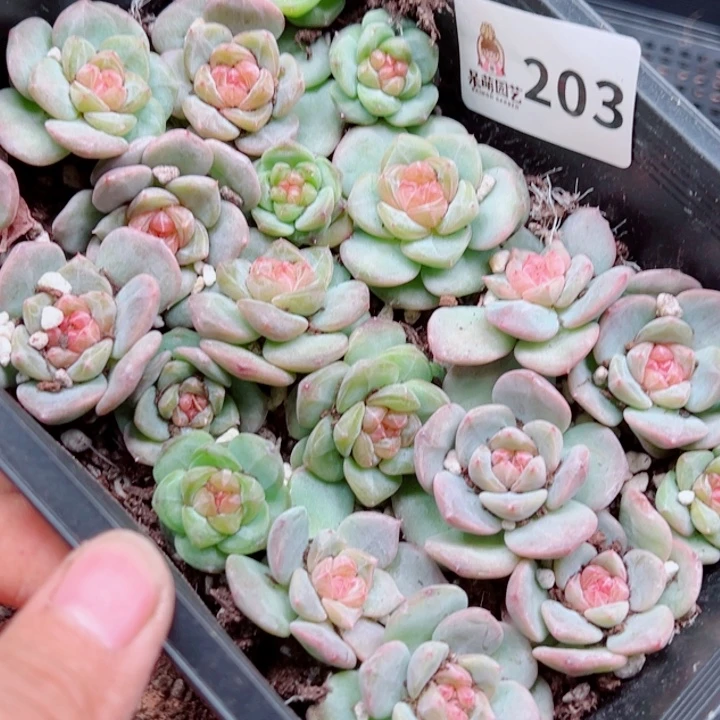 溺****多肉植物多肉植物