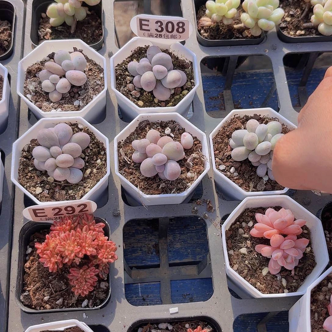 佩***佩E308五颗奶酪一物一拍