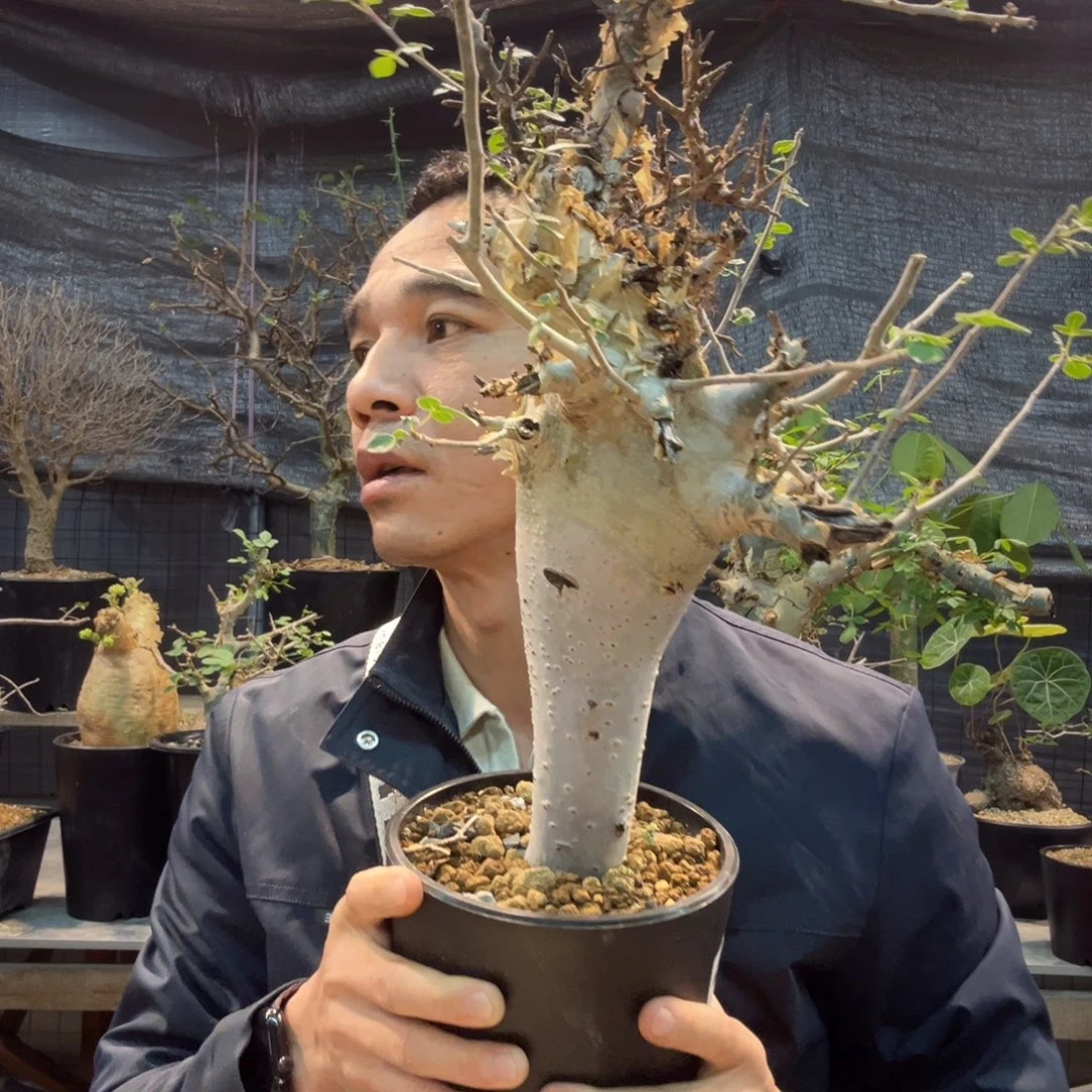 C***Y417橄榄带盆发货植物1500