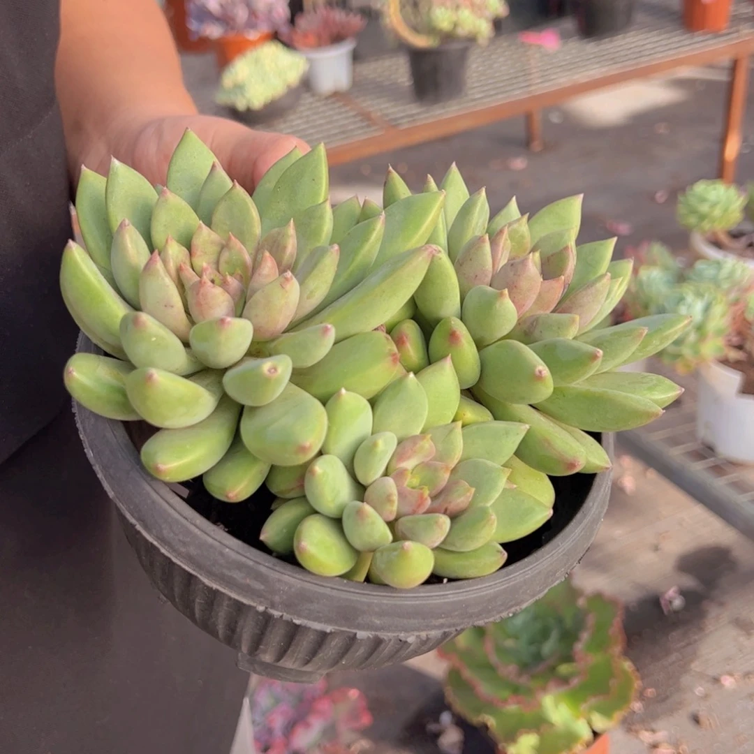 红象牙三头起发老桩，120杯