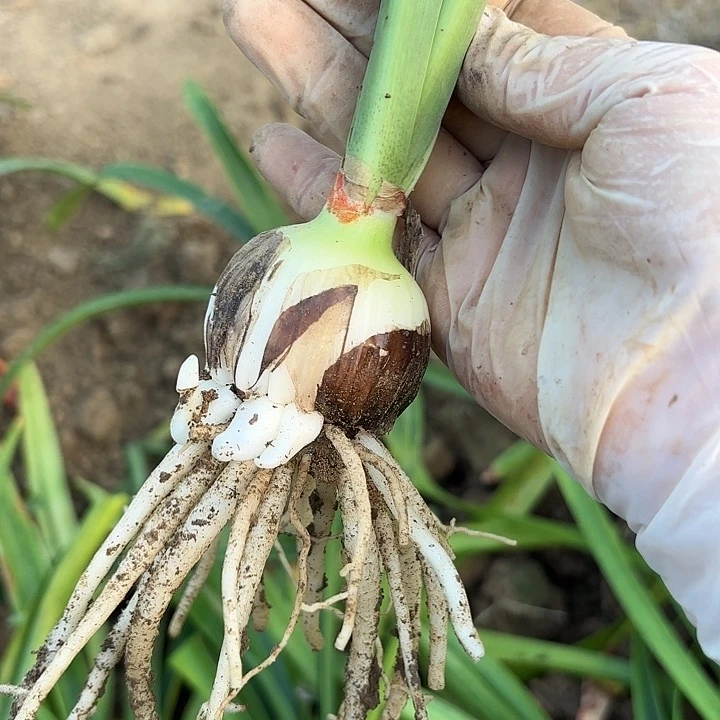 花瓣衬裙4.5-5带土带小侧